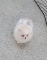 AKC ARMANI, a male Pomeranian for sale in Cedar Bluff, AL – Photo 3 of 3