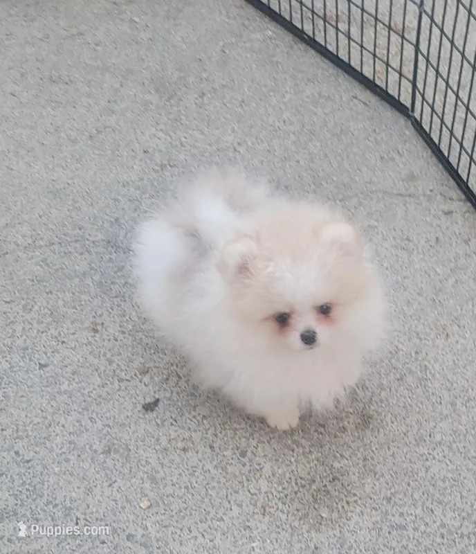 AKC ARMANI – Pomeranian puppy for sale in Cedar Bluff, AL