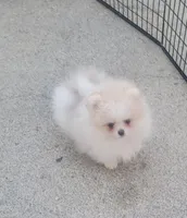 AKC ARMANI, a male Pomeranian for sale in Cedar Bluff, AL – Photo 1 of 3