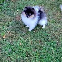 AKC TRI BOY, a male Pomeranian for sale in Cedar Bluff, AL – 2 of 5