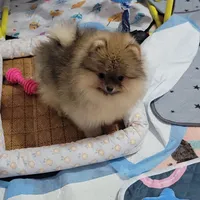 Akc Cee, a female Pomeranian for sale in Cedar Bluff, AL – 2 of 2