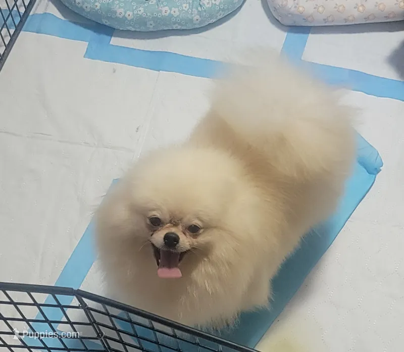 Akc Tory – Pomeranian puppy for sale in Cedar Bluff, AL