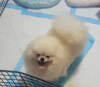 Akc Tory, a female Pomeranian for sale in Cedar Bluff, AL – 1 of 2