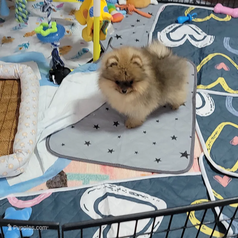 Akc Cee – Pomeranian puppy for sale in Cedar Bluff, AL
