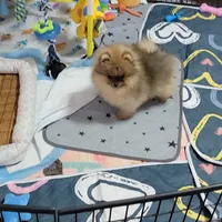Akc Cee, a female Pomeranian for sale in Cedar Bluff, AL – 1 of 2