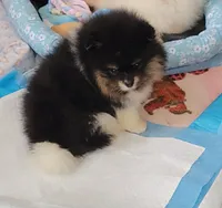 Akc Iris, a female Pomeranian for sale in Cedar Bluff, AL – 1 of 1