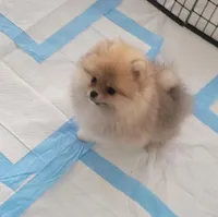 AKC MCQUEEN , a male Pomeranian for sale in Cedar Bluff, AL – Photo 2 of 3