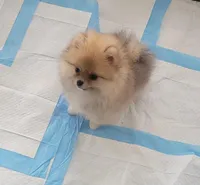 AKC MCQUEEN , a male Pomeranian for sale in Cedar Bluff, AL – Photo 3 of 3