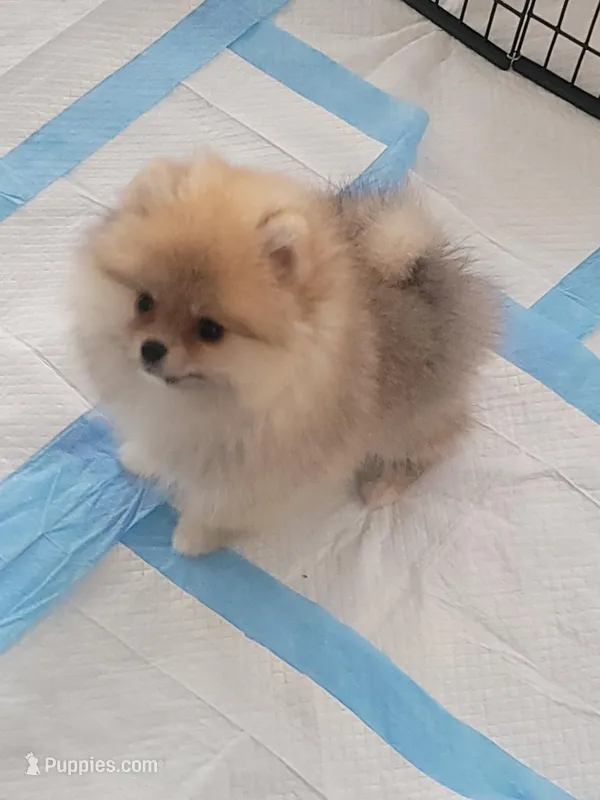 AKC MCQUEEN  – Pomeranian puppy for sale in Cedar Bluff, AL