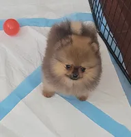 AKC DEE DEE , a female Pomeranian for sale in Cedar Bluff, AL – 2 of 3