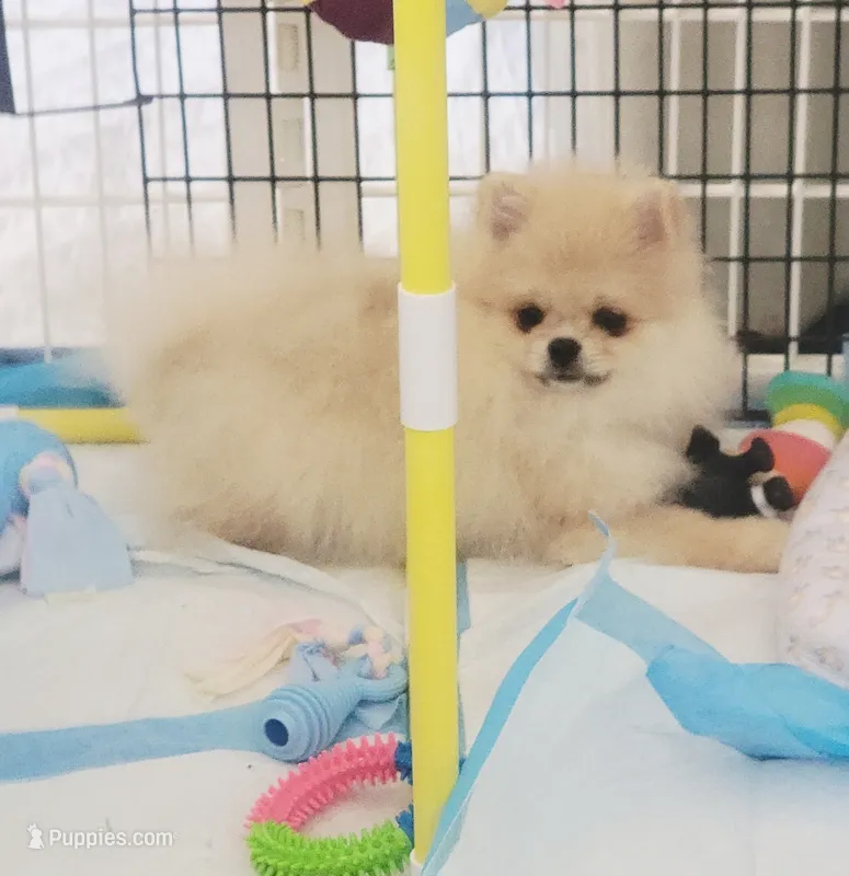 Akc   – Pomeranian puppy for sale in Cedar Bluff, AL