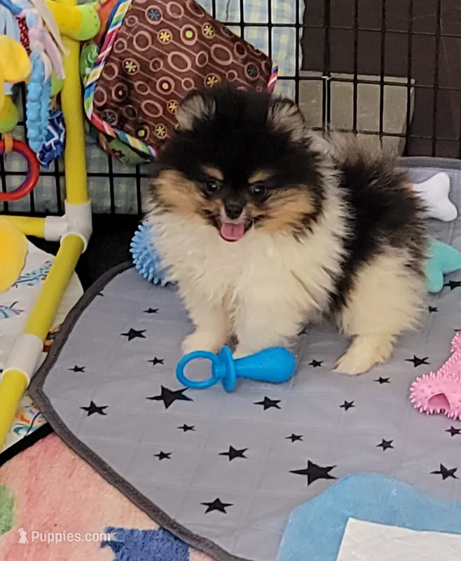 Akc Gizmo  – Pomeranian puppy for sale in Cedar Bluff, AL