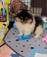Akc Gizmo , a male Pomeranian for sale in Cedar Bluff, AL – 1 of 2