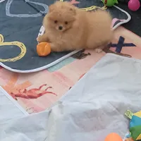 Cream girl, a female Pomeranian for sale in Cedar Bluff, AL – 2 of 2
