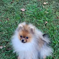 AKC BABY , a female Pomeranian for sale in Cedar Bluff, AL – 2 of 2