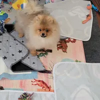 Akc Teddy , a male Pomeranian for sale in Cedar Bluff, AL – 3 of 3