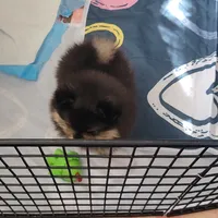 Black/tan boy, a male Pomeranian for sale in Cedar Bluff, AL – 2 of 3