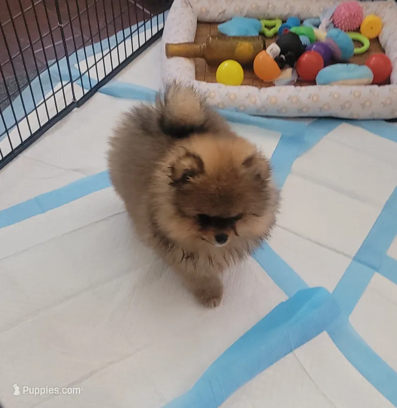 BEAR – Pomeranian puppy for sale in Cedar Bluff, AL