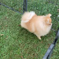 AKC, a male Pomeranian for sale in Cedar Bluff, AL – 3 of 3
