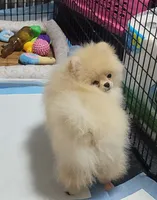 AKC MARCY, a female Pomeranian for sale in Cedar Bluff, AL – 3 of 3