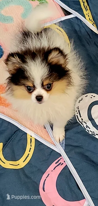 Akc Fienfi – Pomeranian puppy for sale in Cedar Bluff, AL