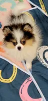 Akc Fienfi, a female Pomeranian for sale in Cedar Bluff, AL – 1 of 2