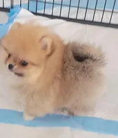 AKC CHANEL, a female Pomeranian for sale in Cedar Bluff, AL – Photo 3 of 4