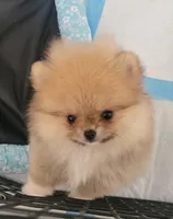 AKC CHANEL, a female Pomeranian for sale in Cedar Bluff, AL – Photo 2 of 4