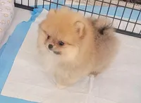 AKC CHANEL, a female Pomeranian for sale in Cedar Bluff, AL – Photo 1 of 4