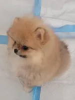 AKC CHANEL, a female Pomeranian for sale in Cedar Bluff, AL – Photo 4 of 4