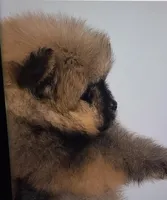 Nacho, a male Pomeranian for sale in Cedar Bluff, AL – Photo 2 of 3