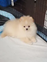 Akc Darcy, a female Pomeranian for sale in Cedar Bluff, AL – 1 of 1