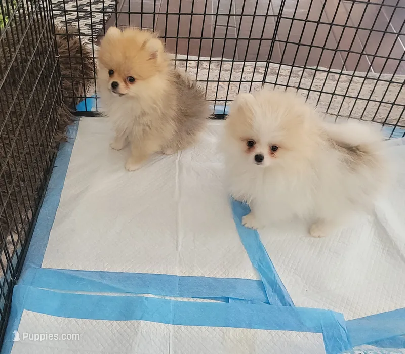 Akc – Pomeranian puppy for sale in Cedar Bluff, AL