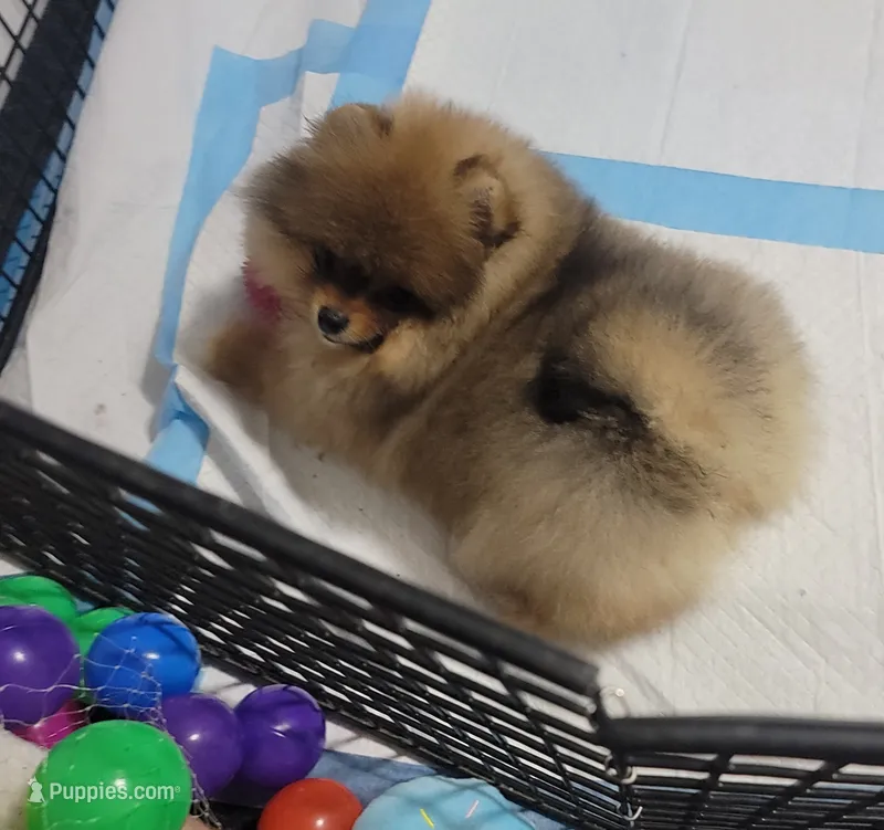 BEAR – Pomeranian puppy for sale in Cedar Bluff, AL