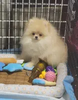 AKC MARCY, a female Pomeranian for sale in Cedar Bluff, AL – 2 of 3