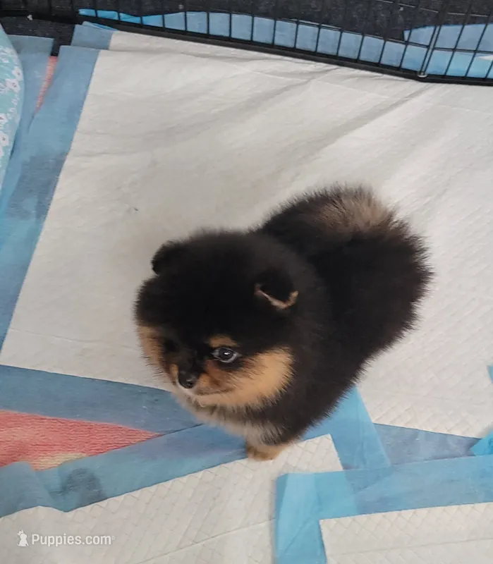 Akc Ava – Pomeranian puppy for sale in Cedar Bluff, AL