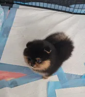 Akc Ava, a female Pomeranian for sale in Cedar Bluff, AL – 1 of 1