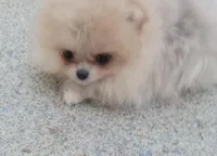 AKC GUCCI, a male Pomeranian for sale in Cedar Bluff, AL – Photo 3 of 4