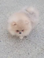 AKC GUCCI, a male Pomeranian for sale in Cedar Bluff, AL – Photo 2 of 4