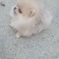 AKC GUCCI, a male Pomeranian for sale in Cedar Bluff, AL – Photo 4 of 4