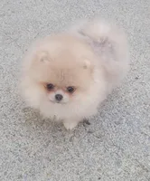 AKC GUCCI, a male Pomeranian for sale in Cedar Bluff, AL – Photo 1 of 4