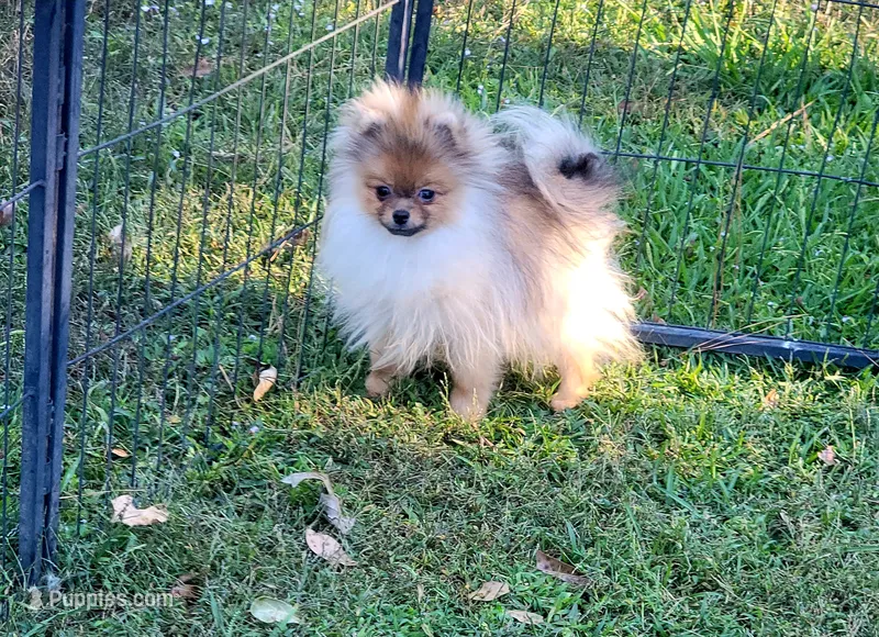 AKC BABY  – Pomeranian puppy for sale in Cedar Bluff, AL