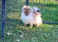 AKC BABY , a female Pomeranian for sale in Cedar Bluff, AL – 1 of 2