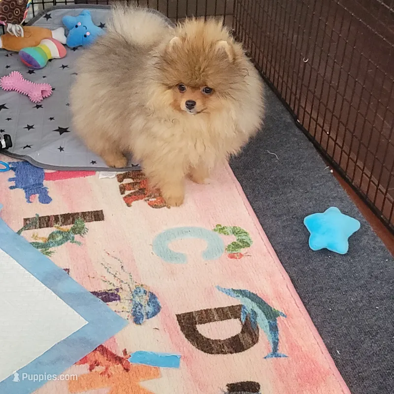 BEAR – Pomeranian puppy for sale in Cedar Bluff, AL