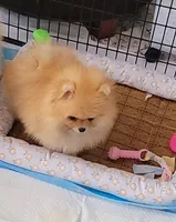 Akc, a male Pomeranian for sale in Cedar Bluff, AL – 2 of 2