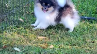 AKC TRI BOY, a male Pomeranian for sale in Cedar Bluff, AL – 4 of 5