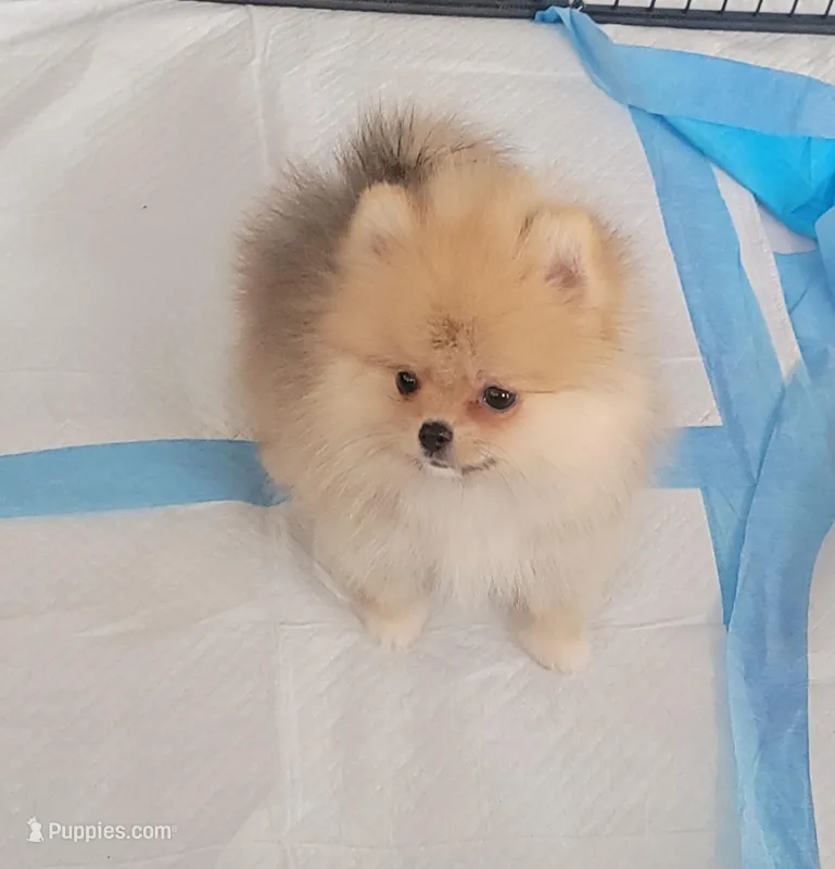 AKC CALVIN KLEIN – Pomeranian puppy for sale in Cedar Bluff, AL