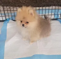 AKC CALVIN KLEIN, a male Pomeranian for sale in Cedar Bluff, AL – Photo 2 of 2