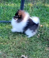 AKC TRI BOY, a male Pomeranian for sale in Cedar Bluff, AL – 5 of 5