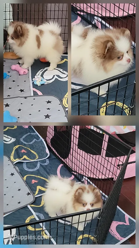 Akc – Pomeranian puppy for sale in Cedar Bluff, AL